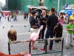 Flamingo wiht Eagles