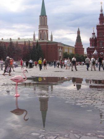 Flamingo in Red Square - After Rain