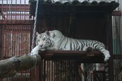 Siberian Tiger