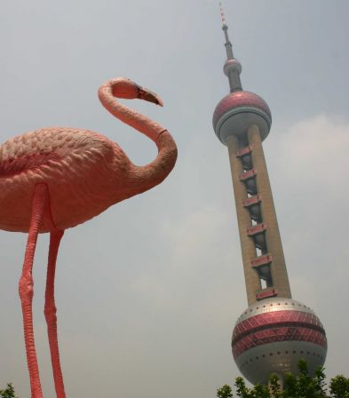 Flamingo Oriental Pearl