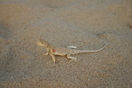 Lizard