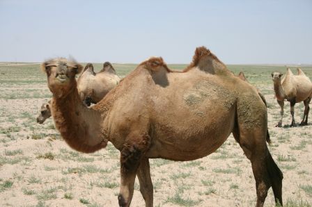 Mongolian camel